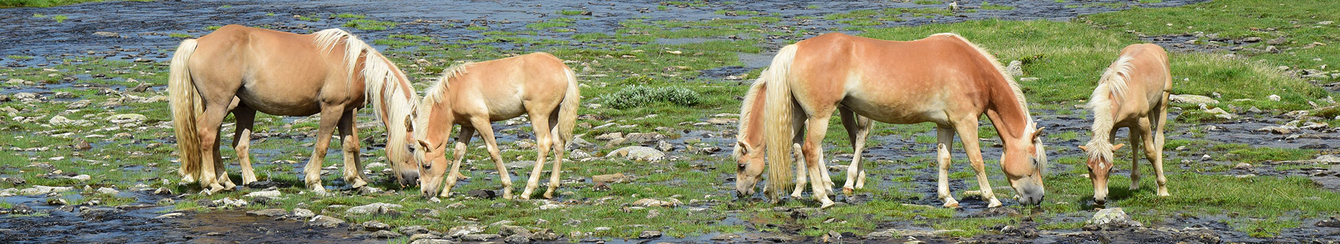 Haflinger